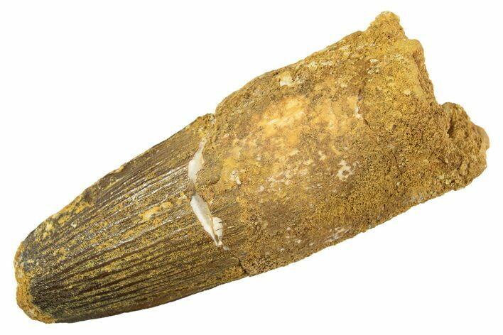 Fossil Spinosaurus Tooth - Feeding Worn Tip #344513